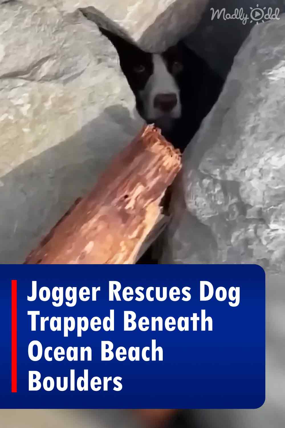 Jogger Rescues Dog Trapped Beneath Ocean Beach Boulders
