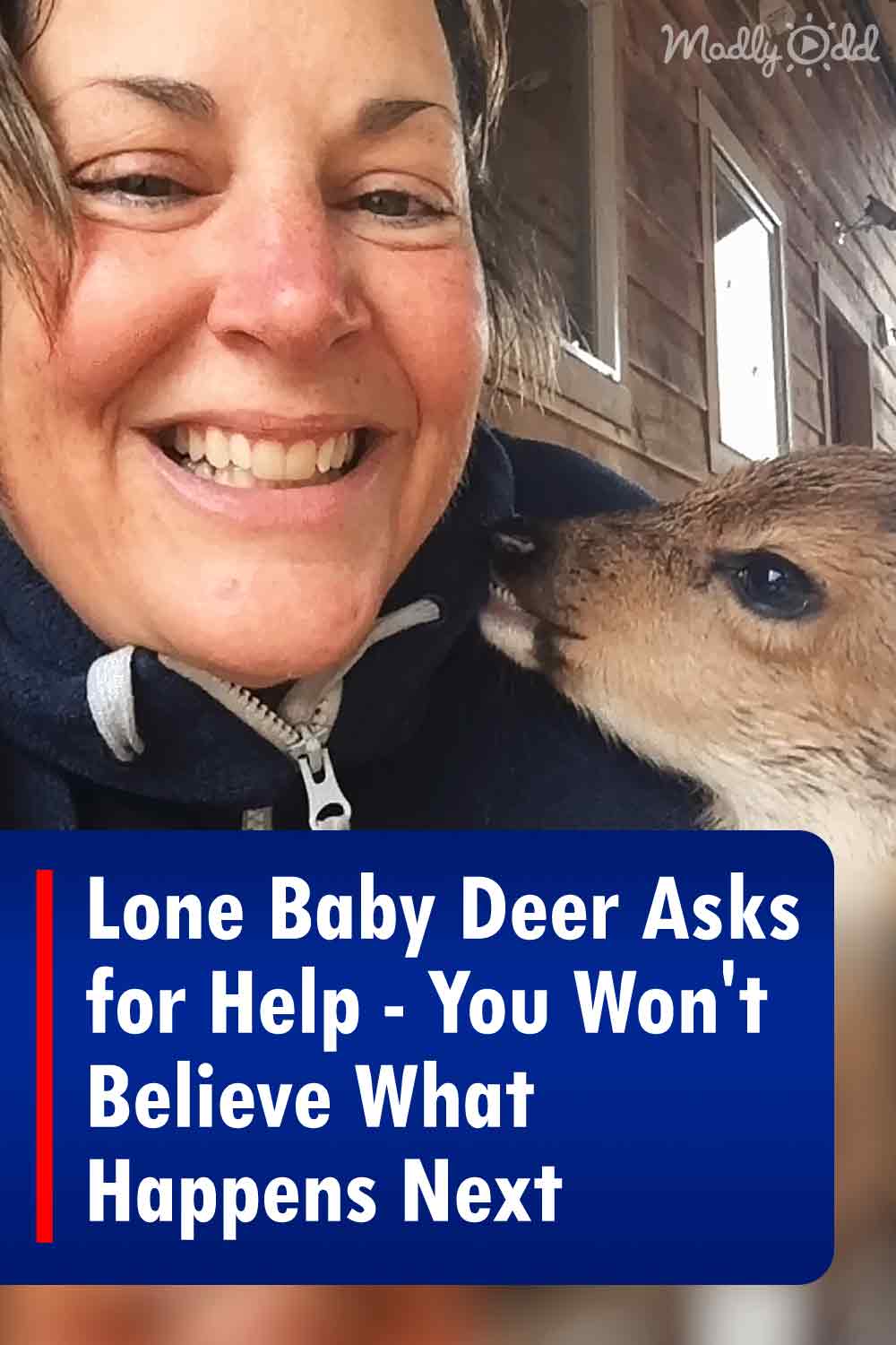 Lone Baby Deer Asks for Help - You Won\'t Believe What Happens Next