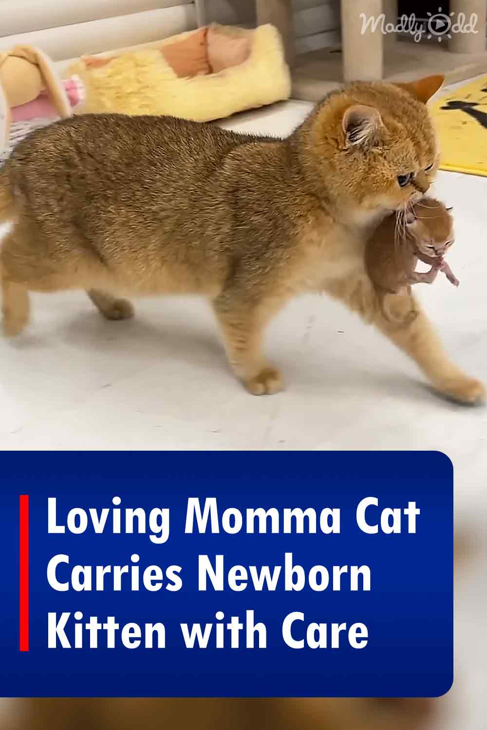 Loving Momma Cat Carries Newborn Kitten with Care