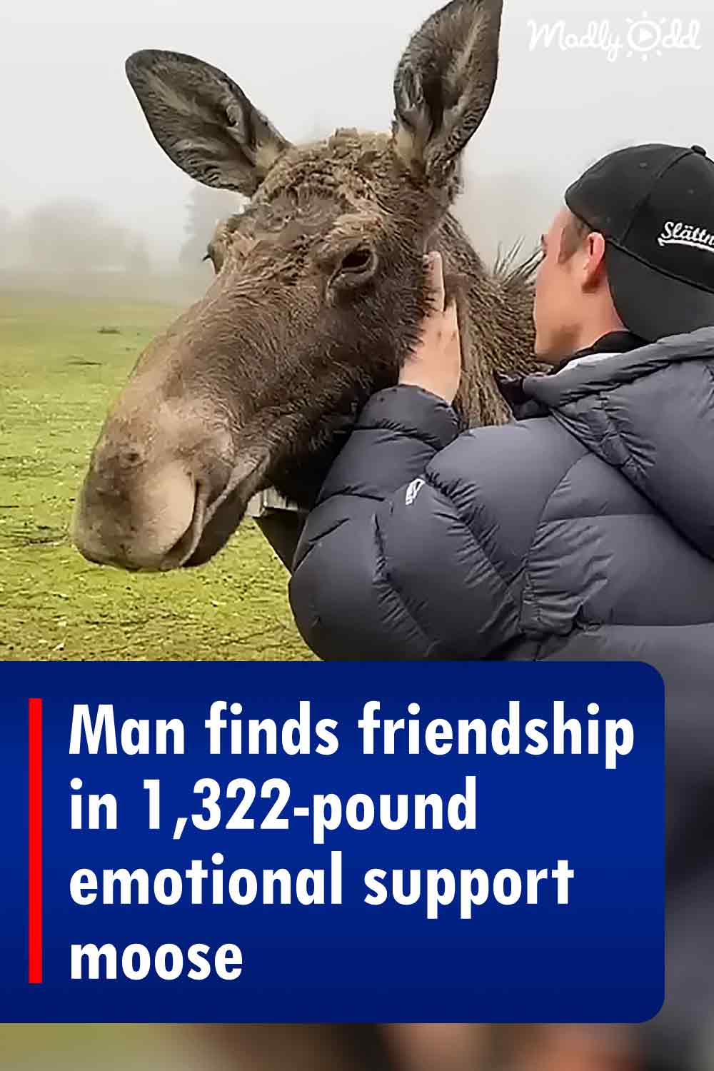 Man finds friendship in 1,322-pound emotional support moose