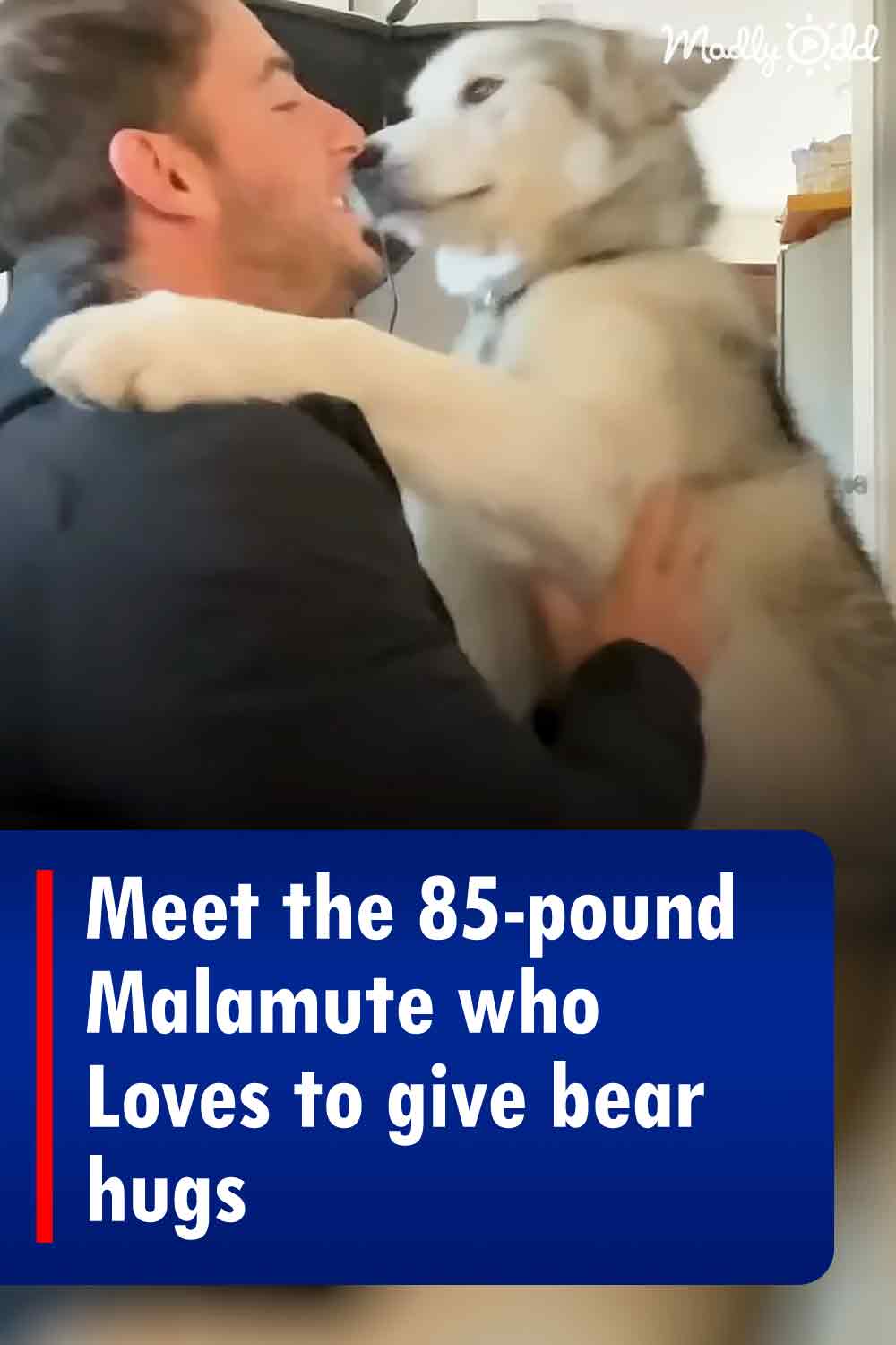Meet the 85-pound Malamute who Loves to give bear hugs