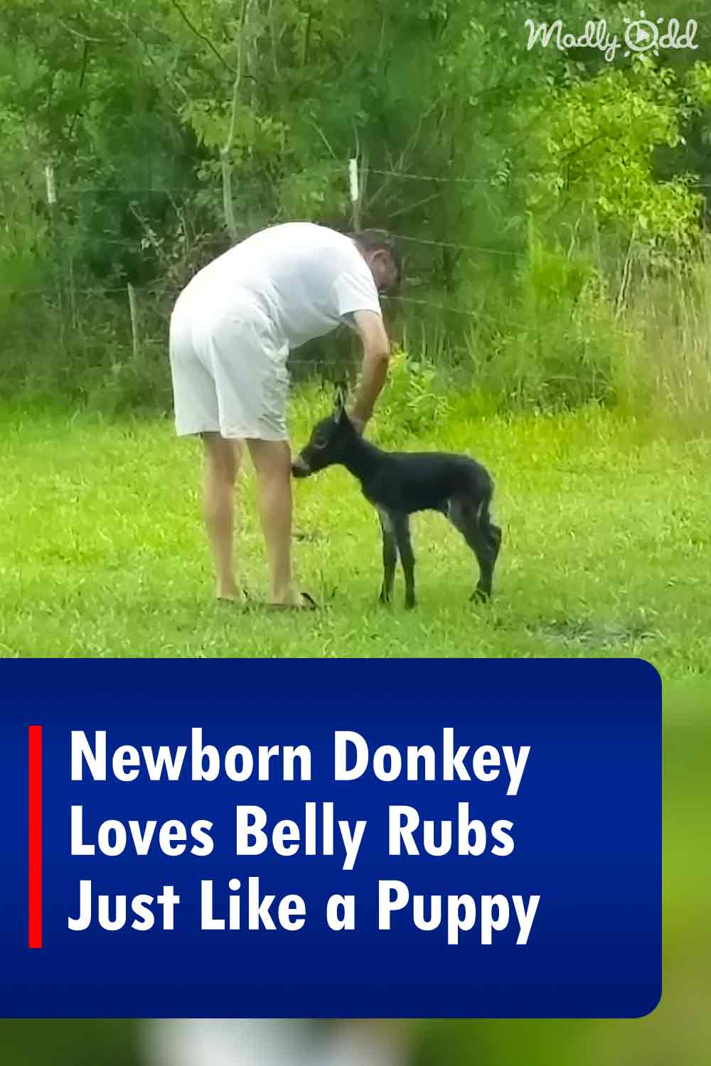 Newborn Donkey Loves Belly Rubs Just Like a Puppy