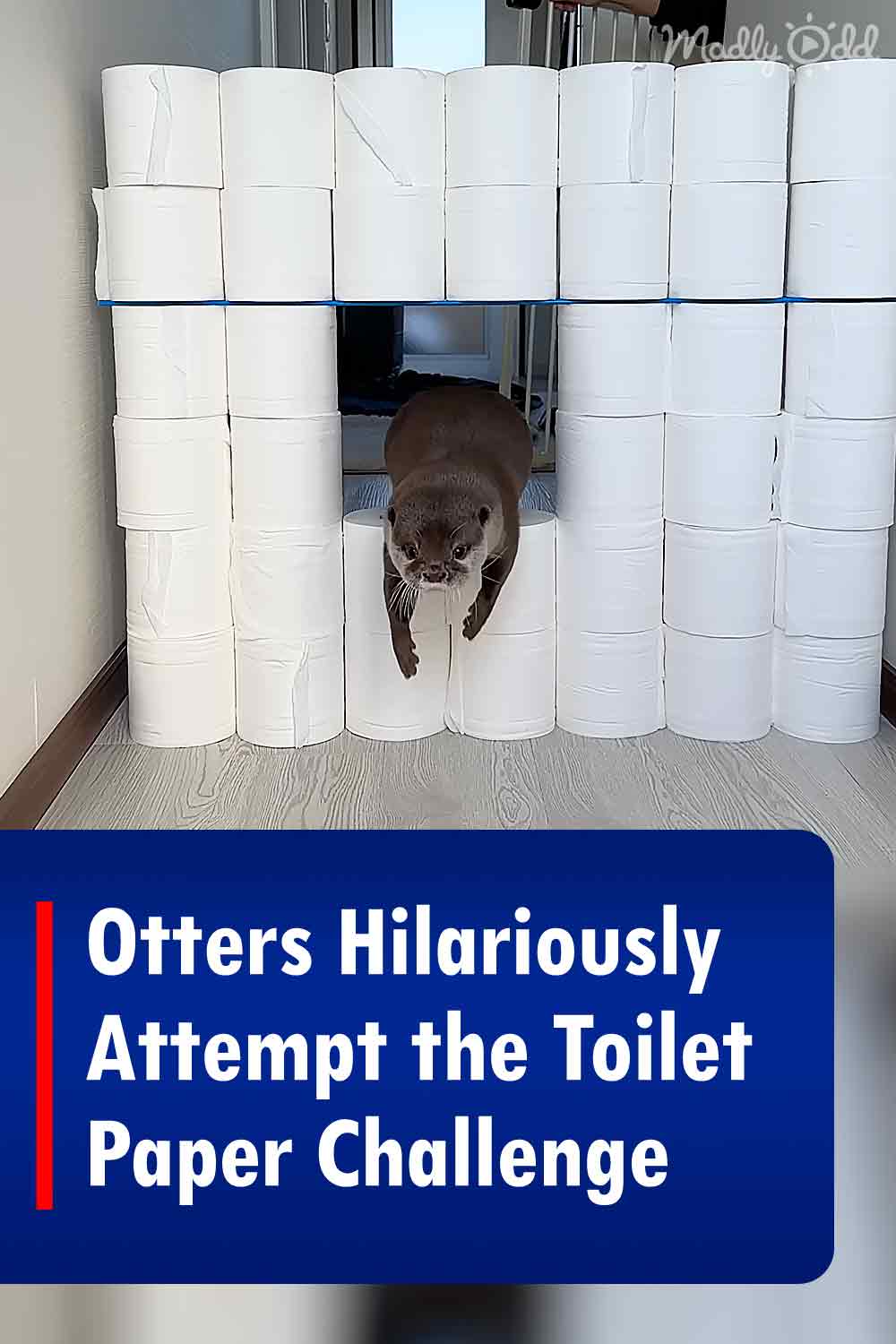 Otters Hilariously Attempt the Toilet Paper Challenge