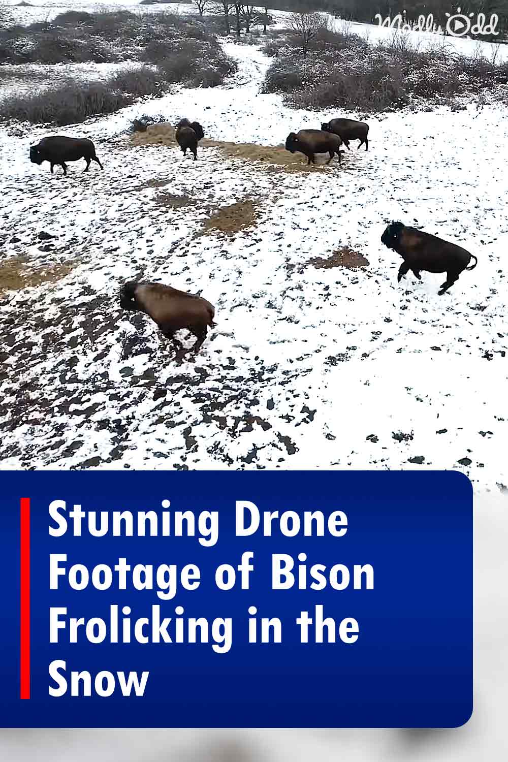 Stunning Drone Footage of Bison Frolicking in the Snow