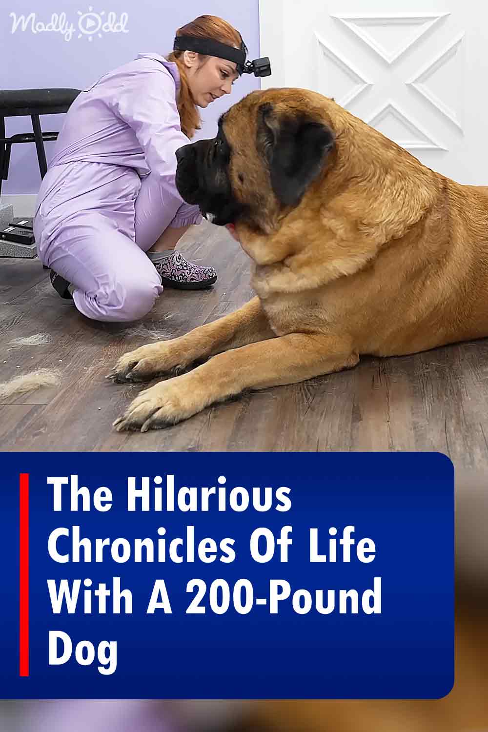 The Hilarious Chronicles Of Life With A 200-Pound Dog
