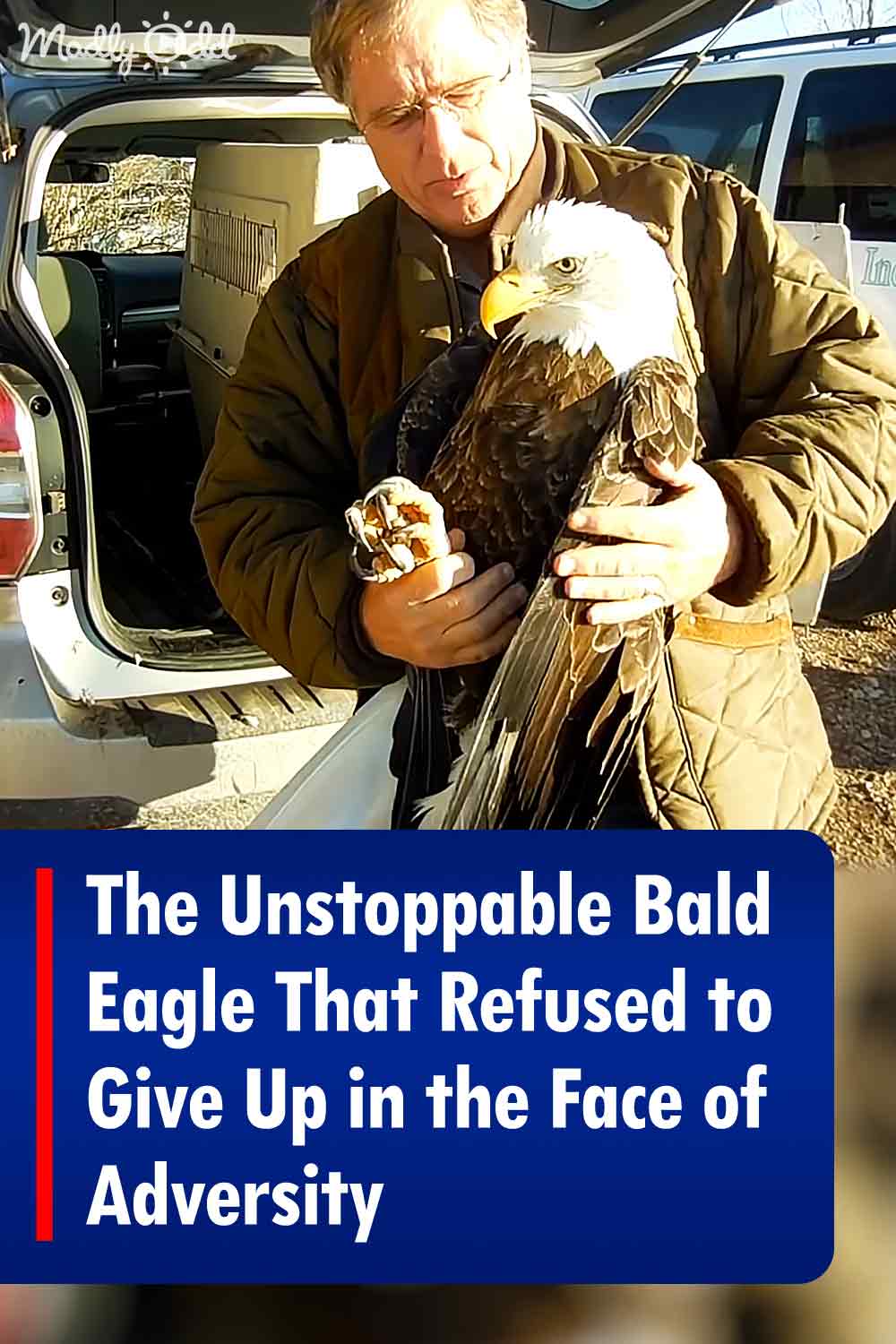 The Unstoppable Bald Eagle That Refused to Give Up in the Face of Adversity