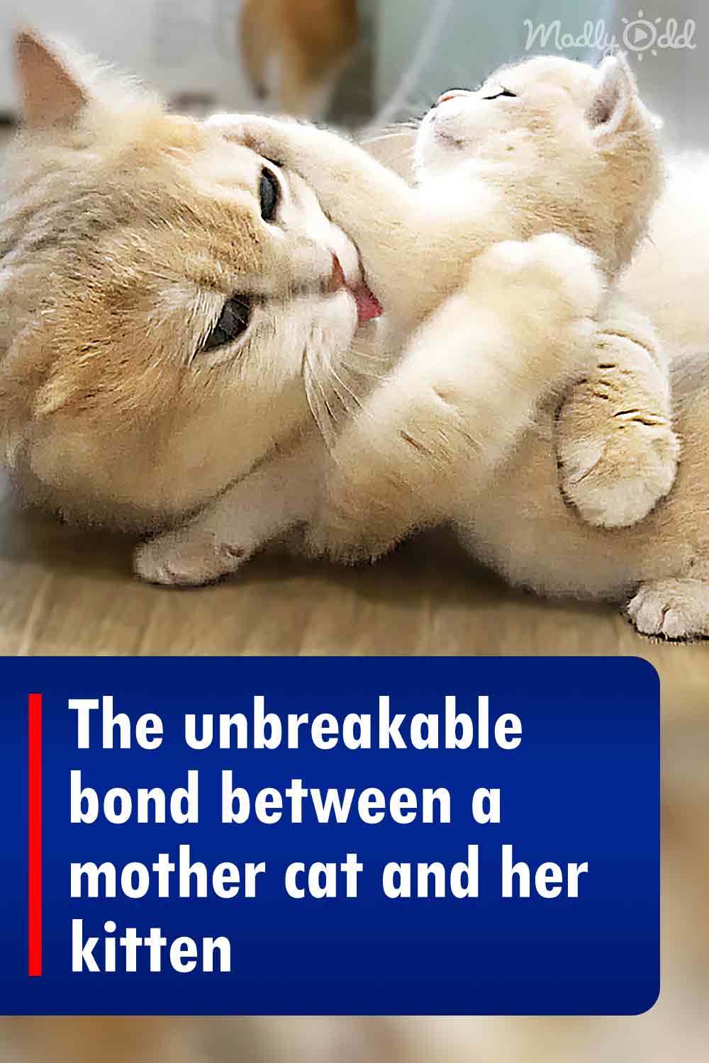 The unbreakable bond between a mother cat and her kitten
