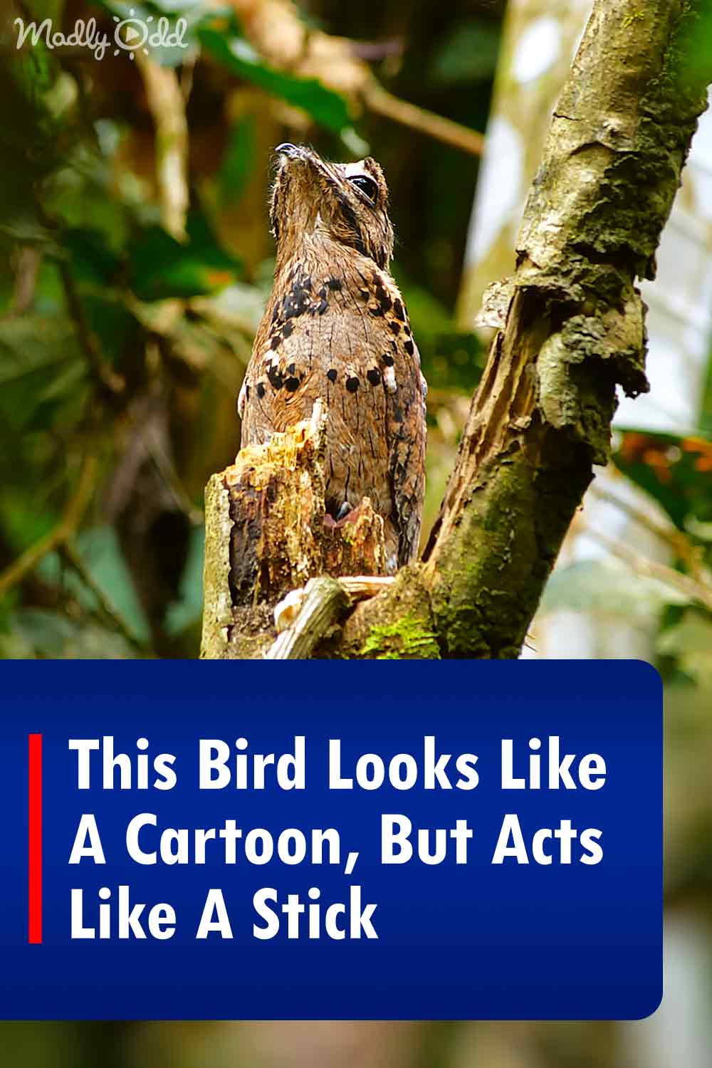 This Bird Looks Like A Cartoon, But Acts Like A Stick