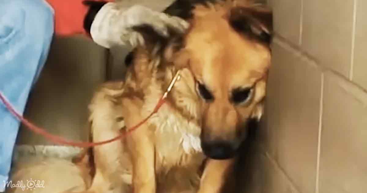 Rescue dog