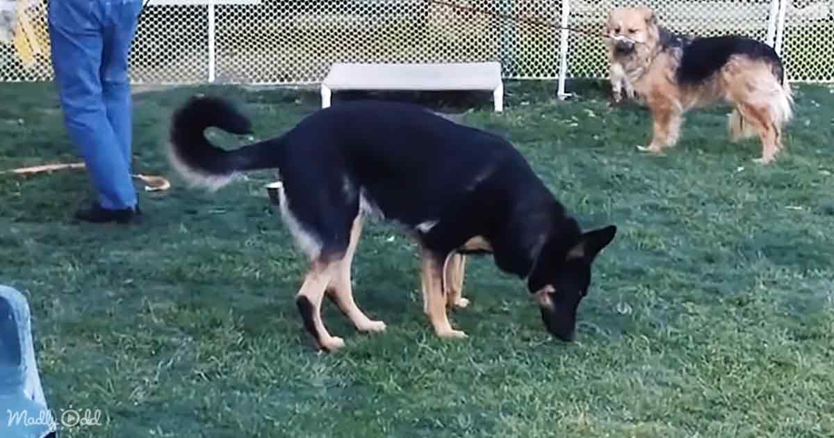 Rescue dog