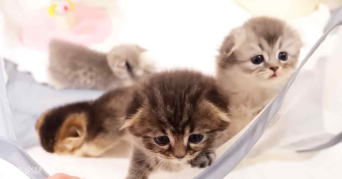 Adorable kitten family
