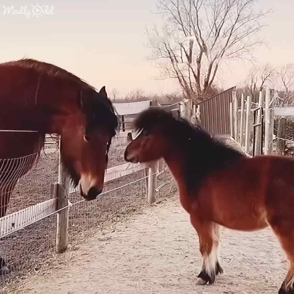 Adorable Horses