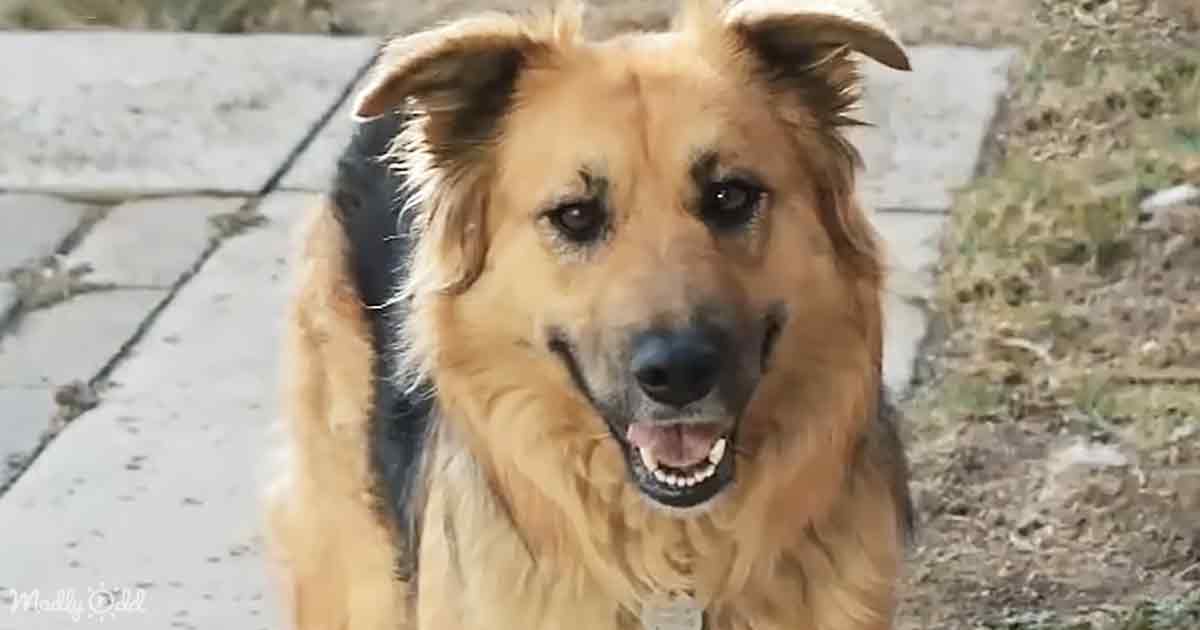 Rescue dog