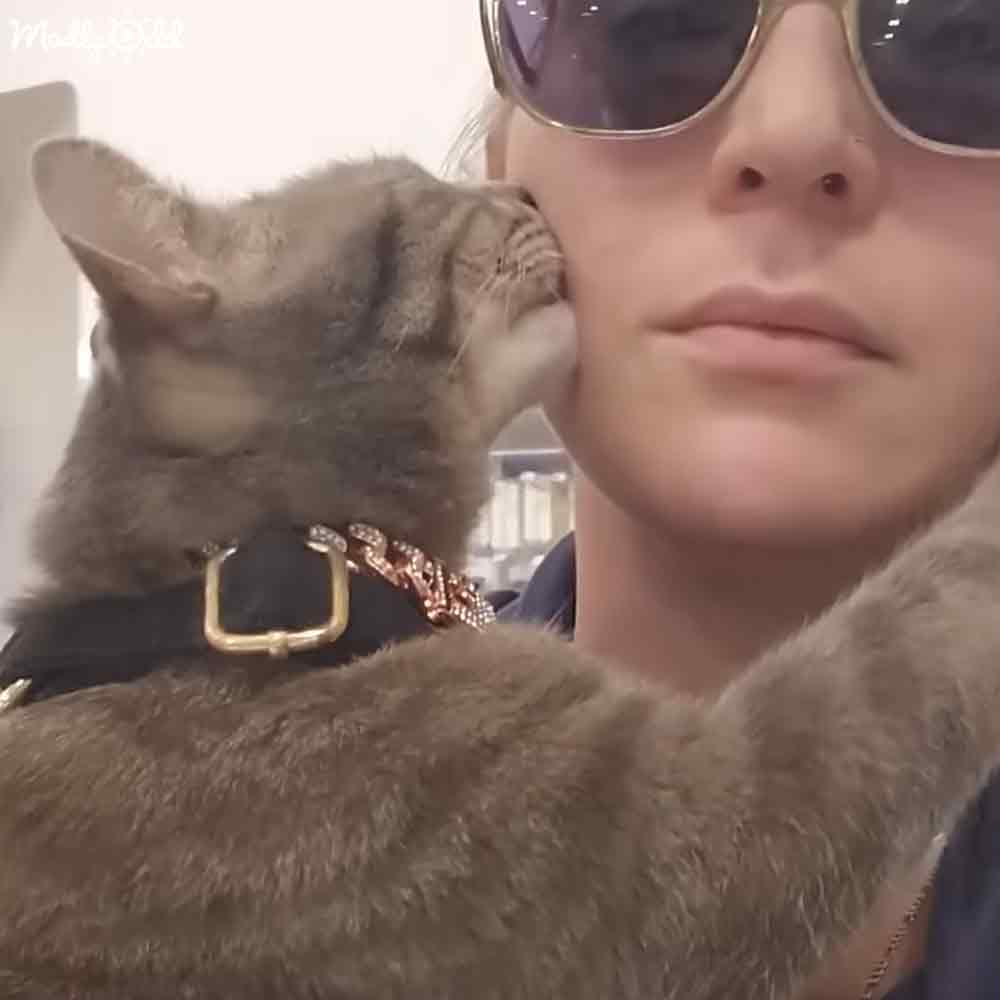 Adorable cat 