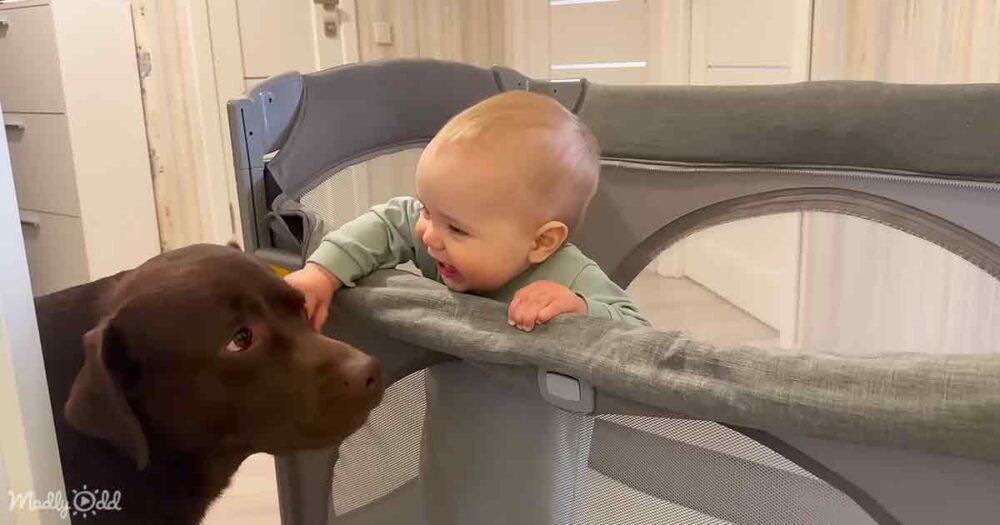 Adorable baby and dog