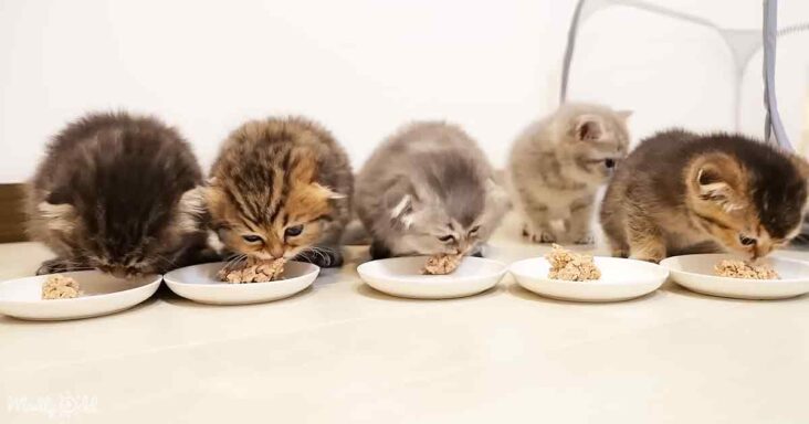 Adorable kitten family