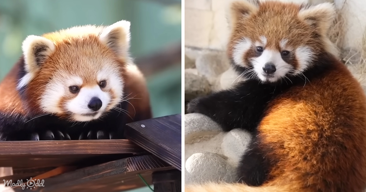 Get Ready to Meet Living Teddy Bears with Raccoon Tails! Madly Odd!