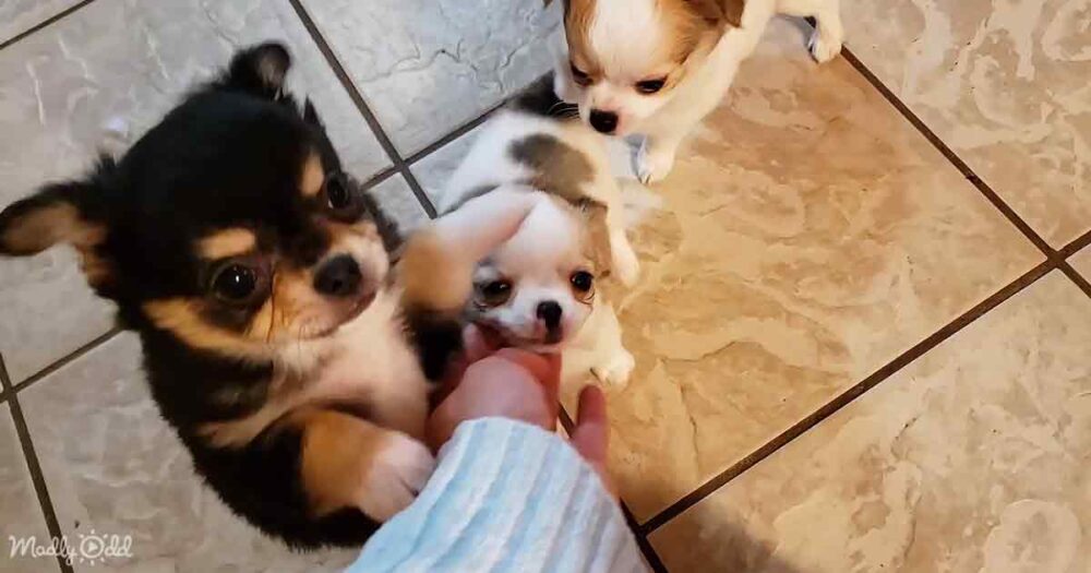 Chihuahua puppies
