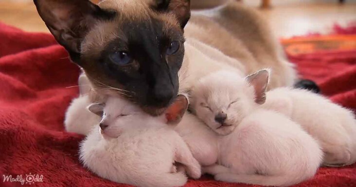 Siamese cat and kittens