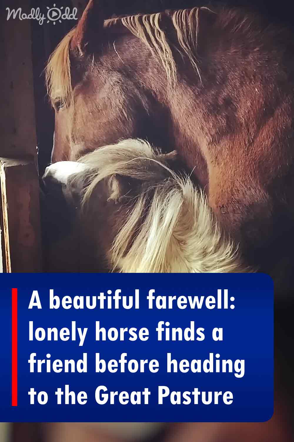 A beautiful farewell: lonely horse finds a friend before heading to the Great Pasture