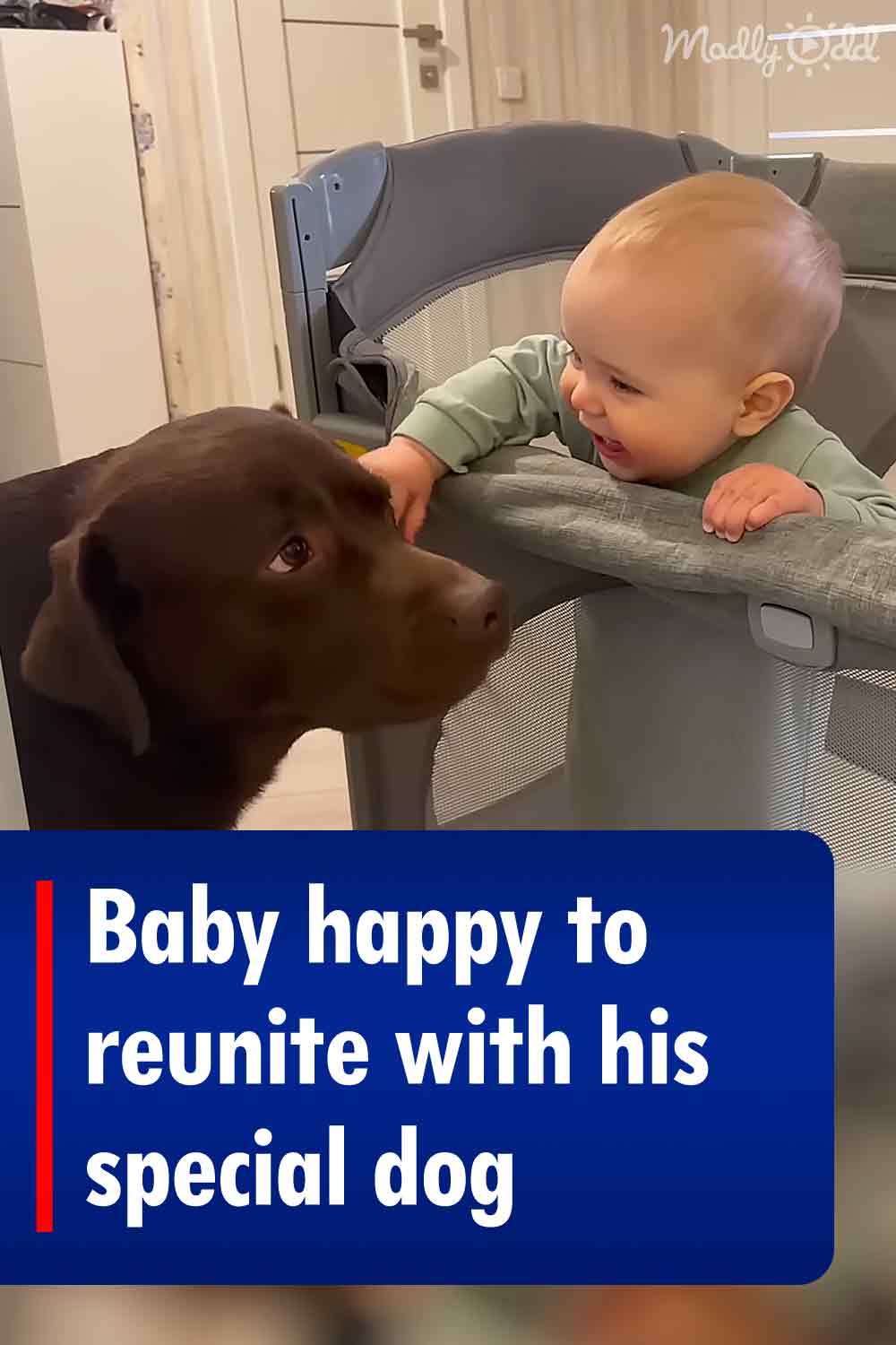 Baby happy to reunite with his special dog