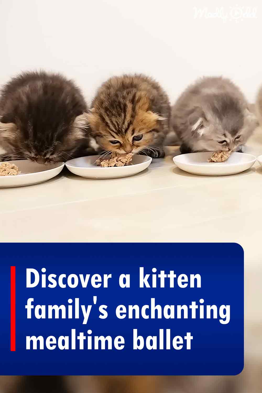 Discover a kitten family\'s enchanting mealtime ballet