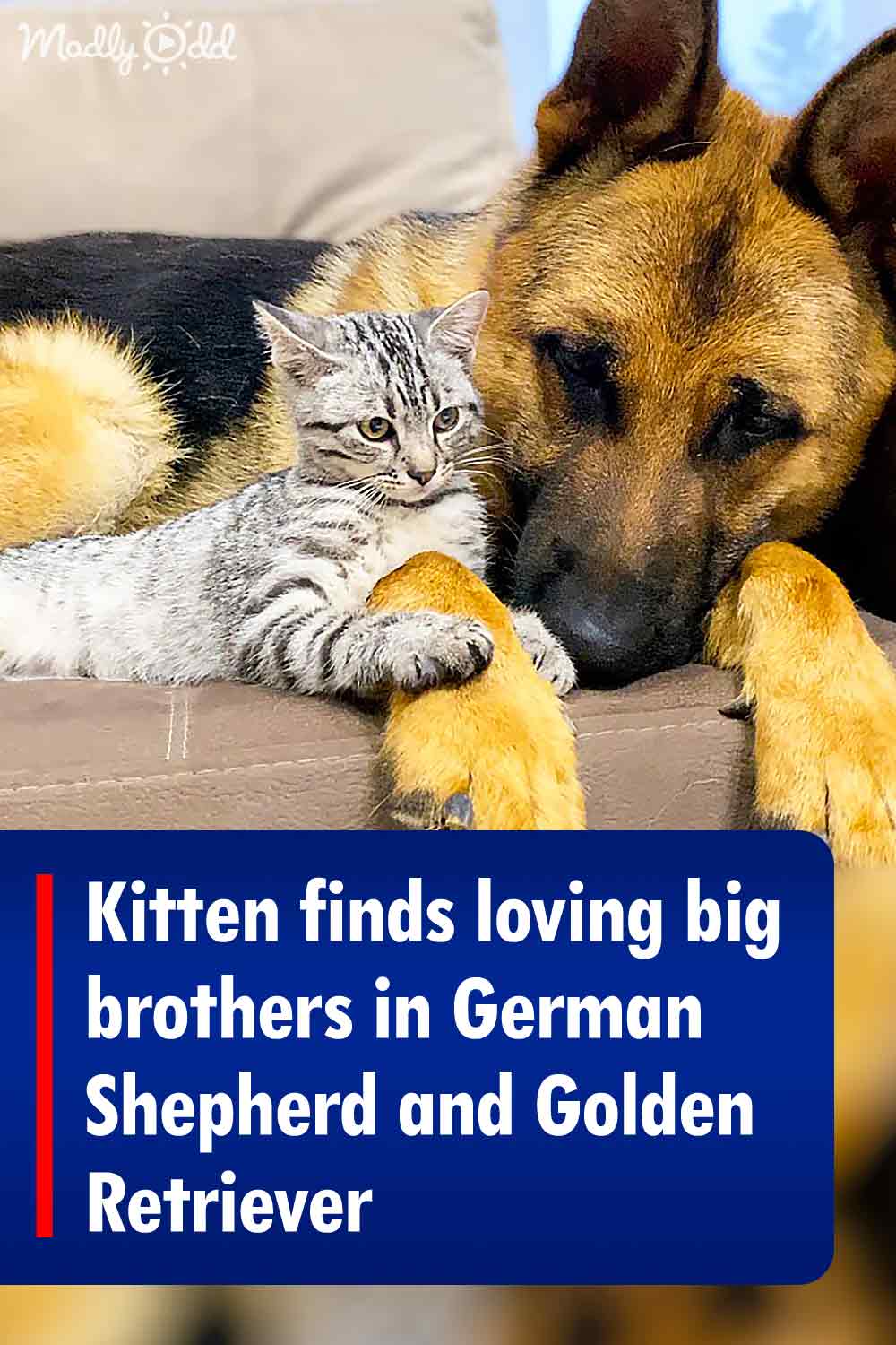 Kitten finds loving big brothers in German Shepherd and Golden Retriever