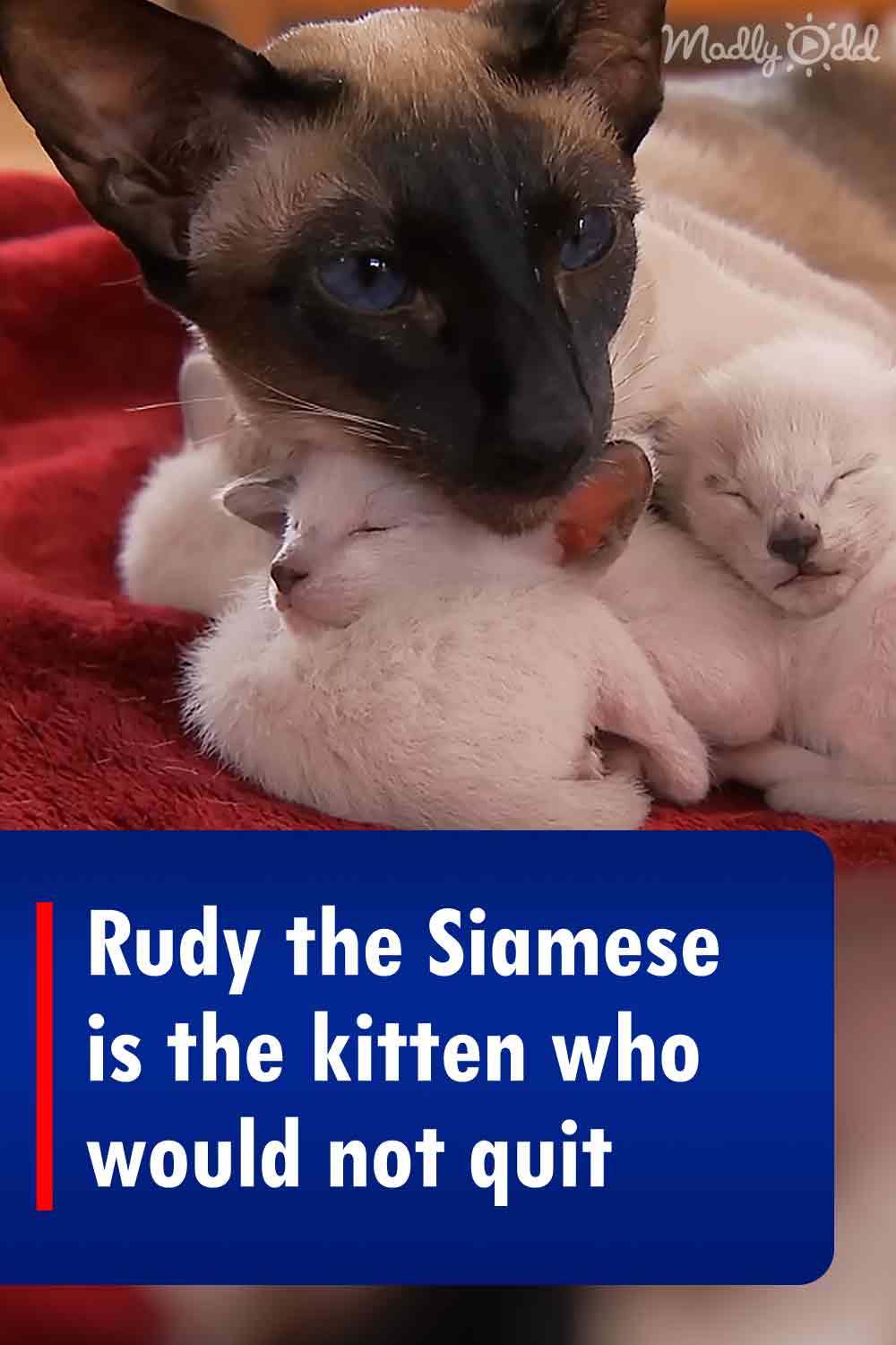 Rudy the Siamese is the kitten who would not quit