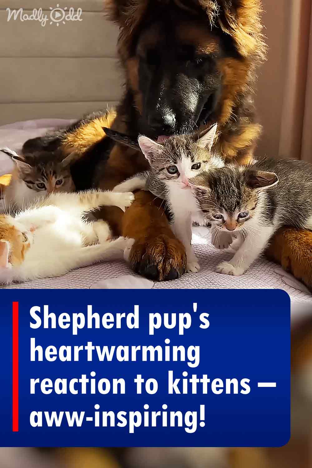 Shepherd pup\'s heartwarming reaction to kittens – aww-inspiring!