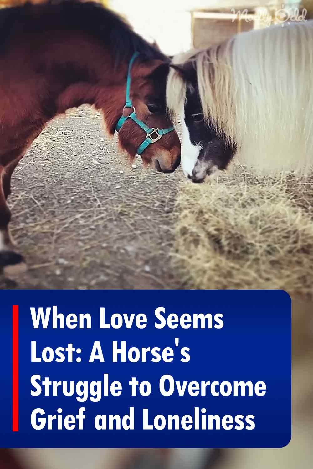 When Love Seems Lost: A Horse\'s Struggle to Overcome Grief and Loneliness