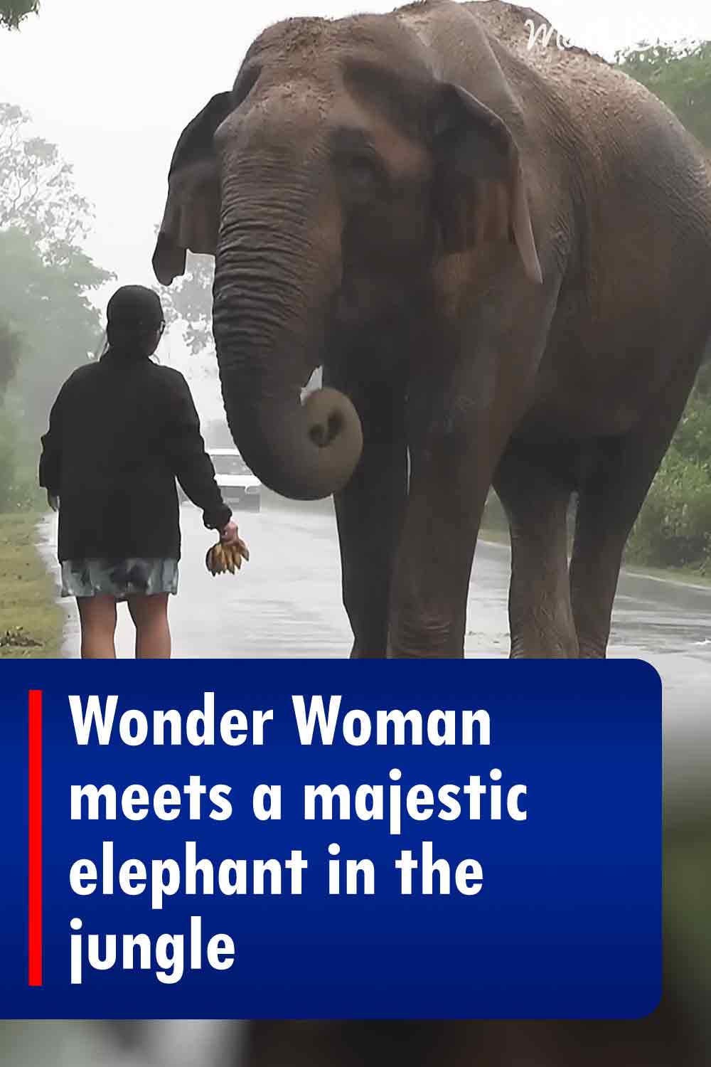 Fearless woman meets a majestic elephant in the jungle