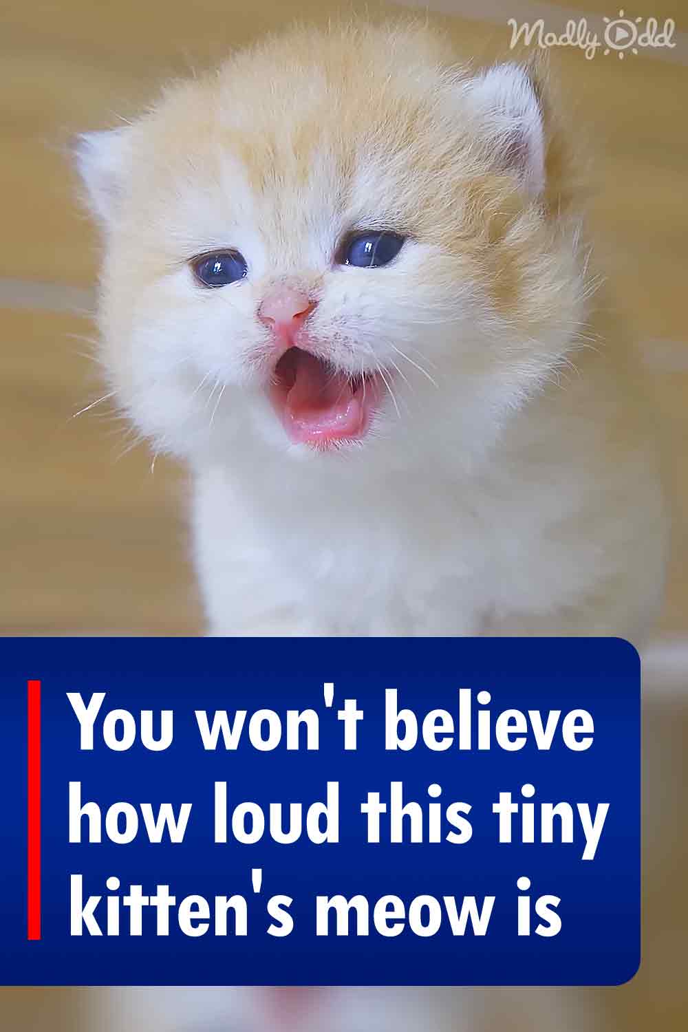 You won\'t believe how loud this tiny kitten\'s meow is