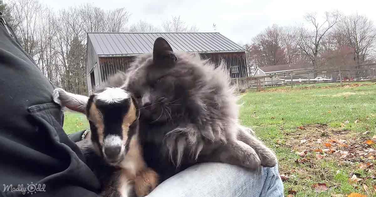 Adorable cat and goat