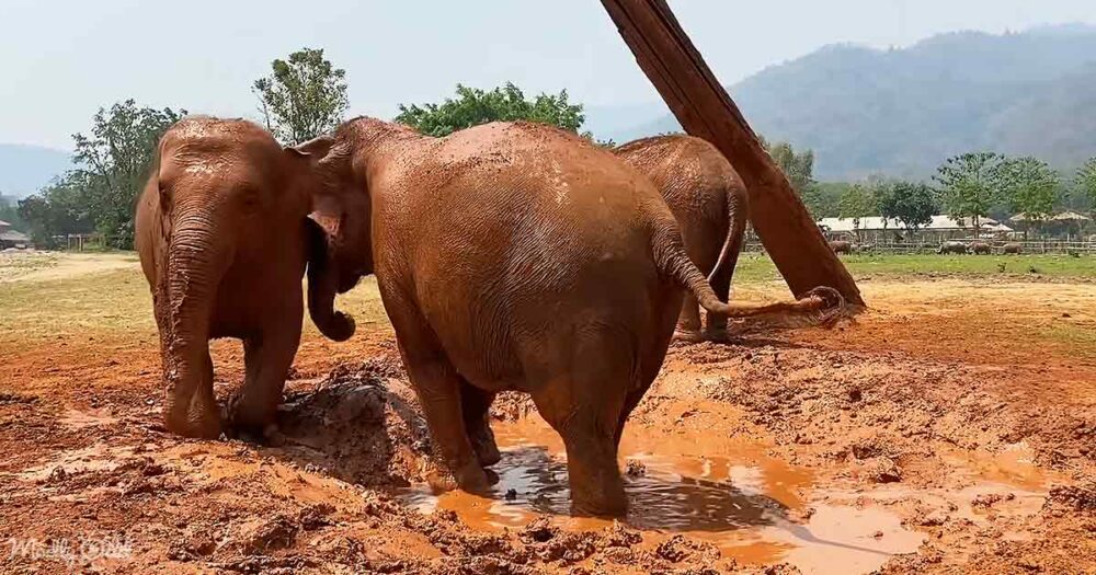 Unforgettable Elephants’ tender embrace in mud bath melts hearts ...