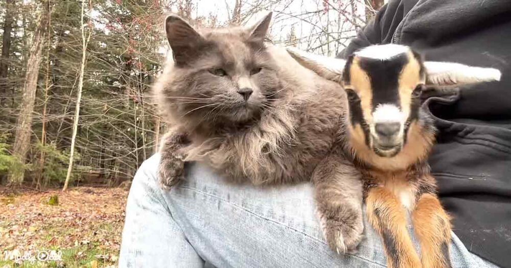 Adorable cat and goat
