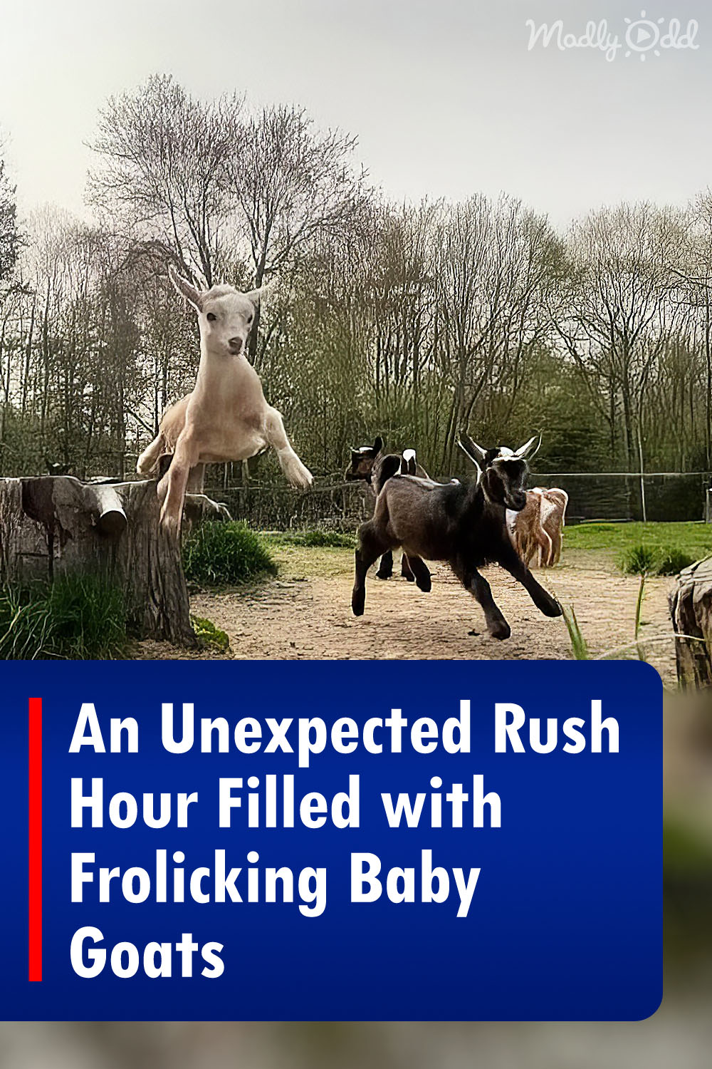 An Unexpected Rush Hour Filled with Frolicking Baby Goats