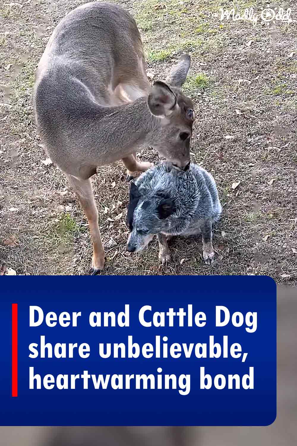 Deer and Cattle Dog share unbelievable, heartwarming bond