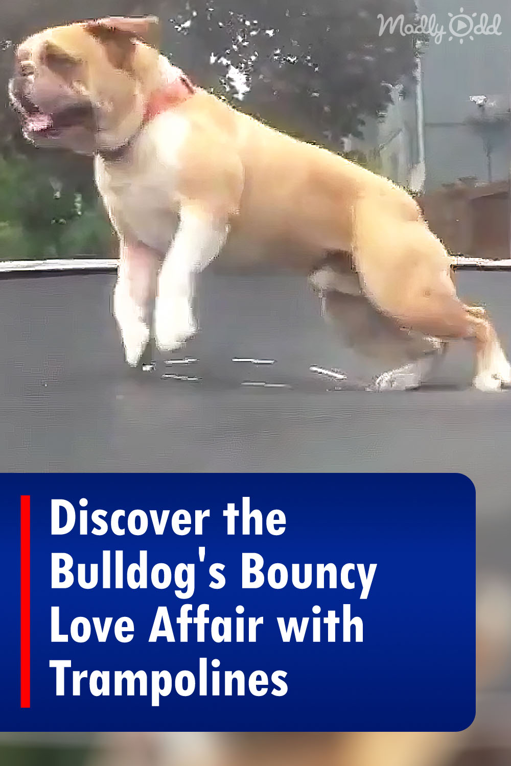 Discover the Bulldog\'s Bouncy Love Affair with Trampolines