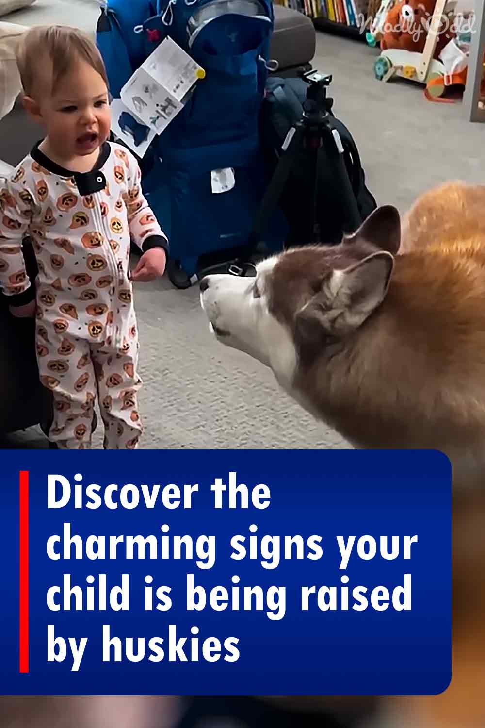 Discover the charming signs your child is being raised by huskies