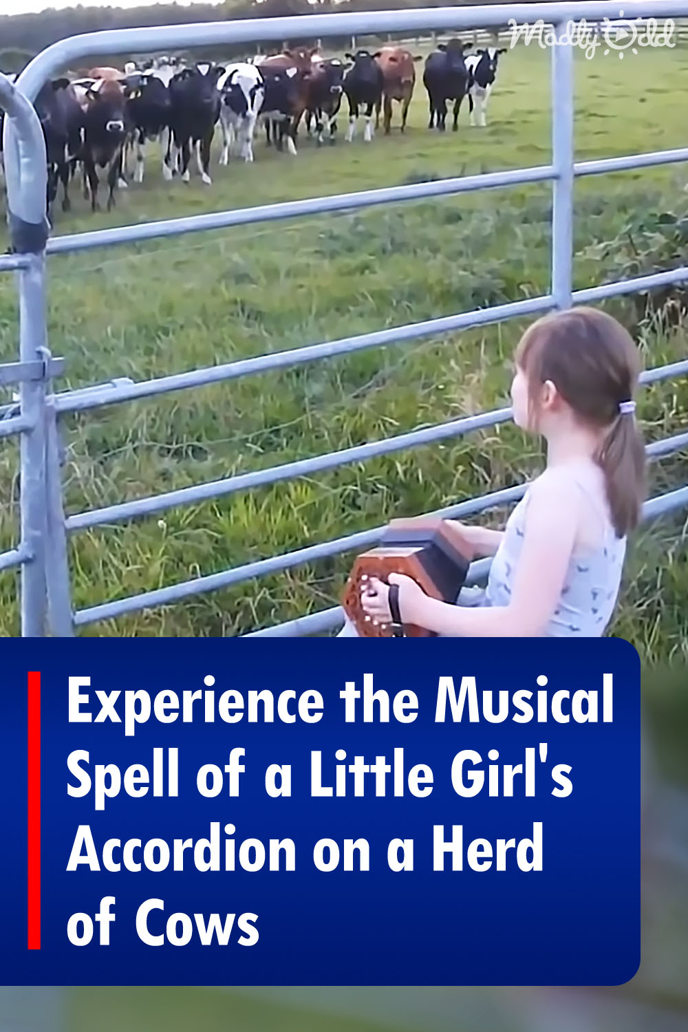 Experience the Musical Spell of a Little Girl\'s Accordion on a Herd of Cows