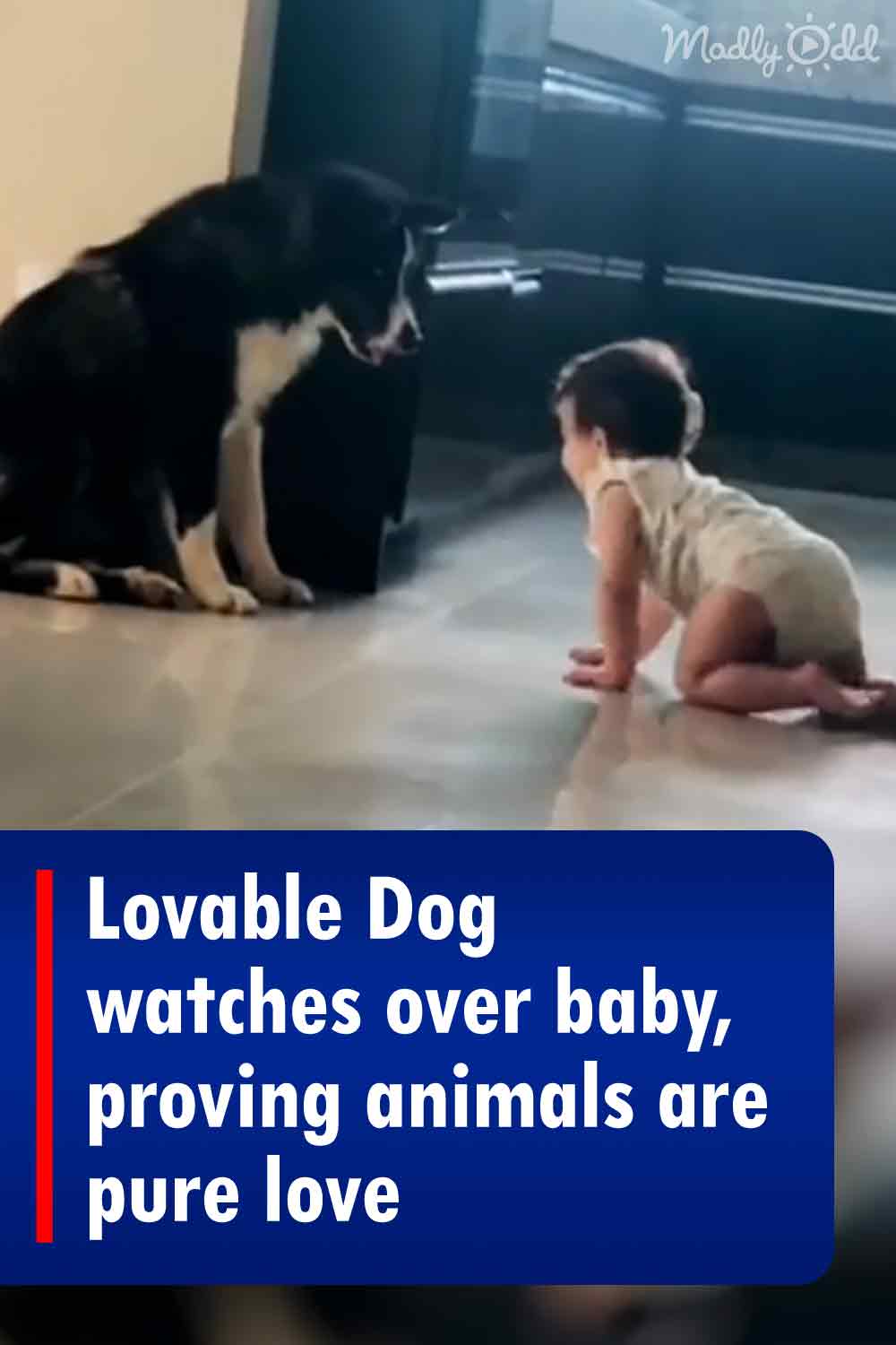 Lovable Dog watches over baby, proving animals are pure love