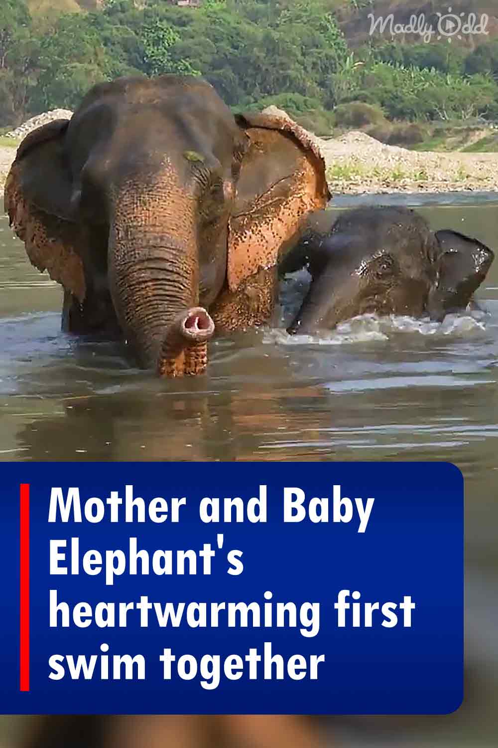 Mother and Baby Elephant\'s heartwarming first swim together