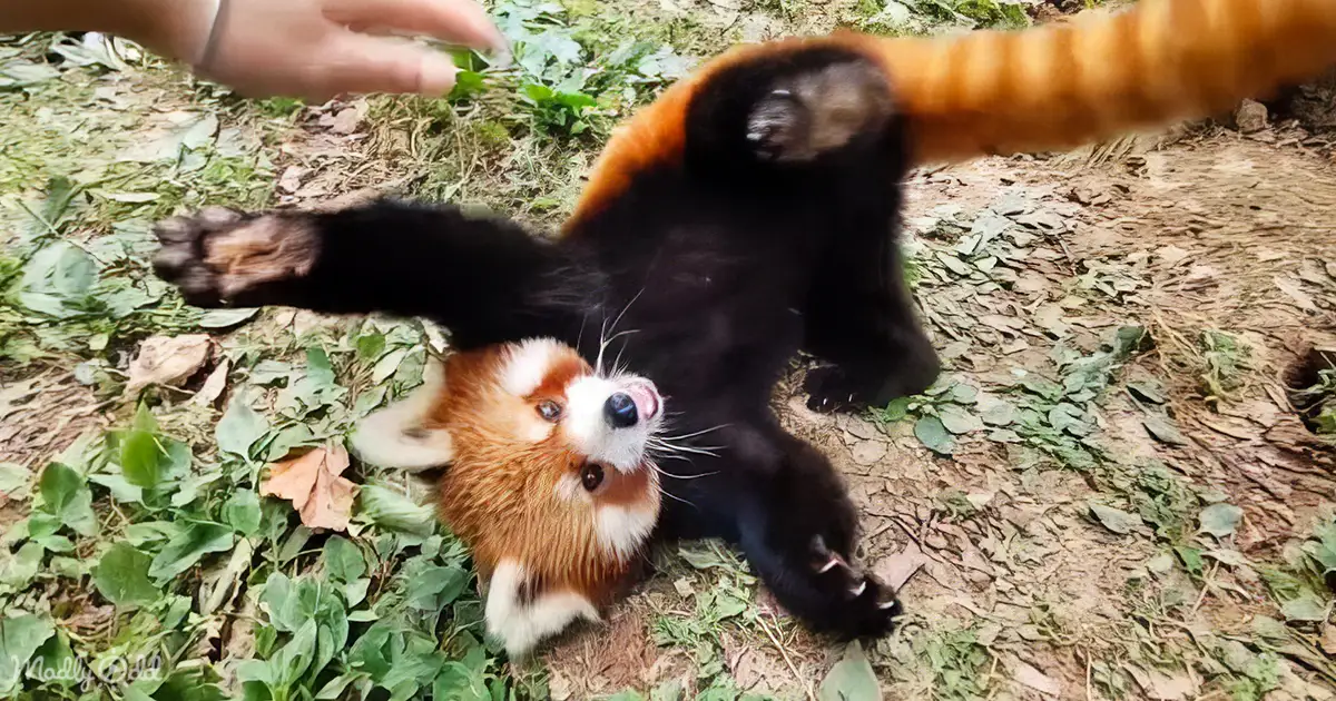 Red Panda Rescued Rescued red panda shows off unstoppable zoomies