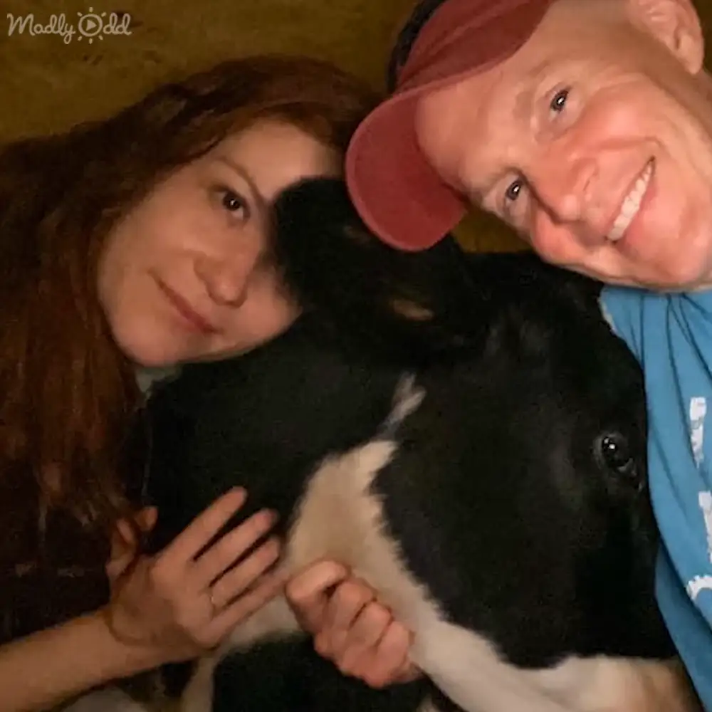 Giant pet cow seeking hugs from family