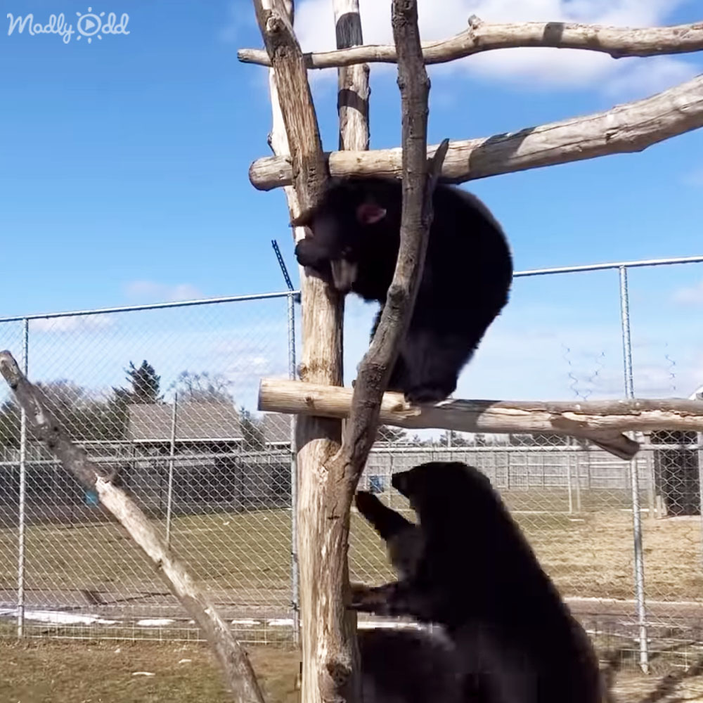 Sanctuary bear stretching after waking up