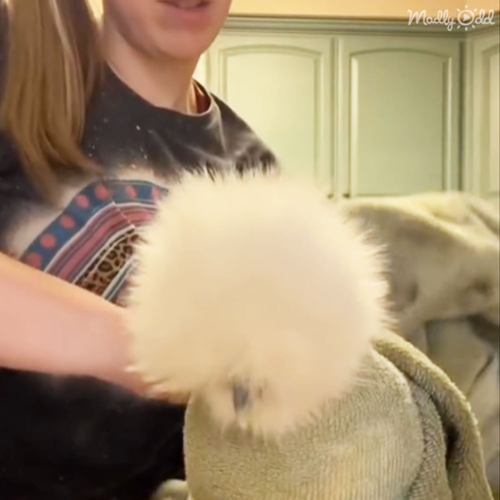 Unique video of a Silkie chicken exhibiting cat-like purring