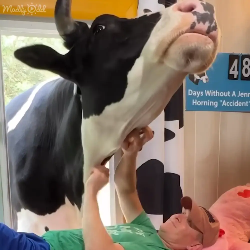 Cow peeking through window for cuddles