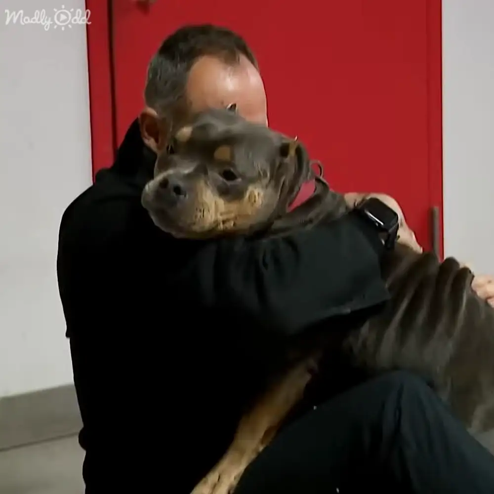 Reunited dog owner heartfelt scene