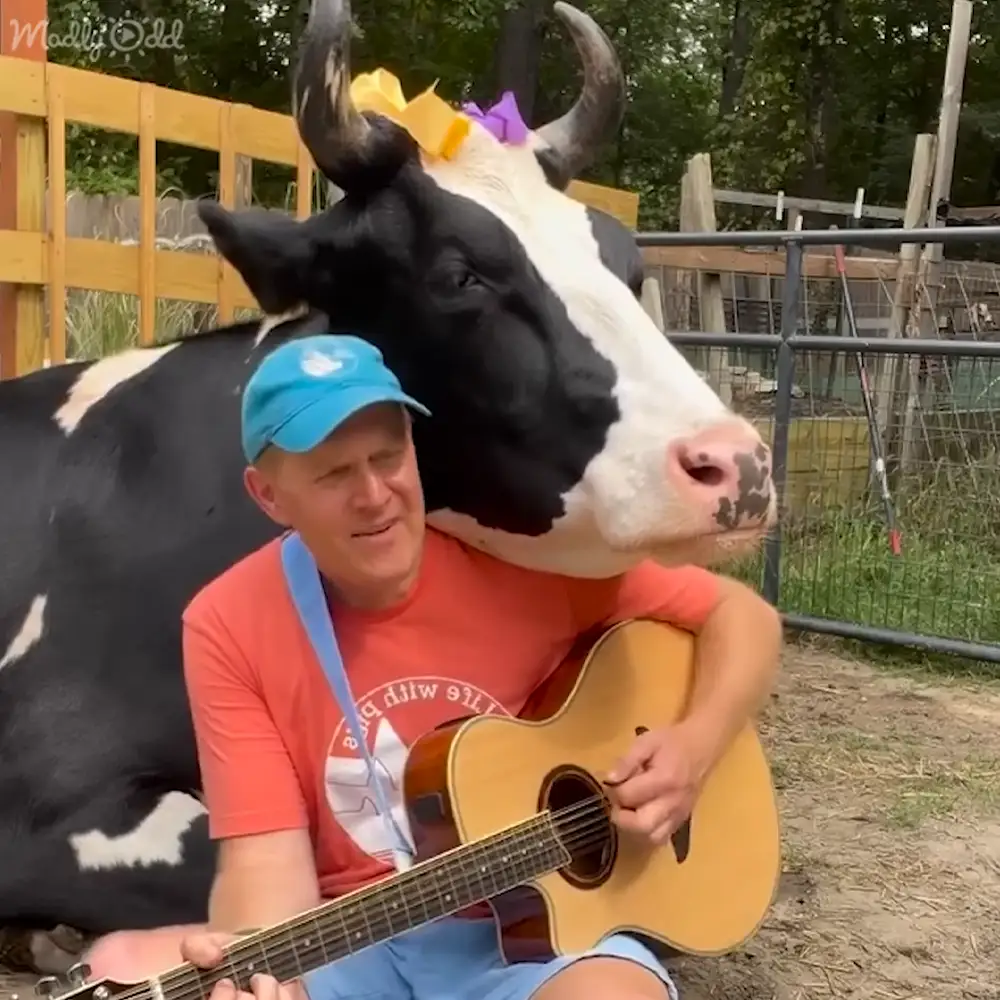 Friendly cow enjoys daily visits at home