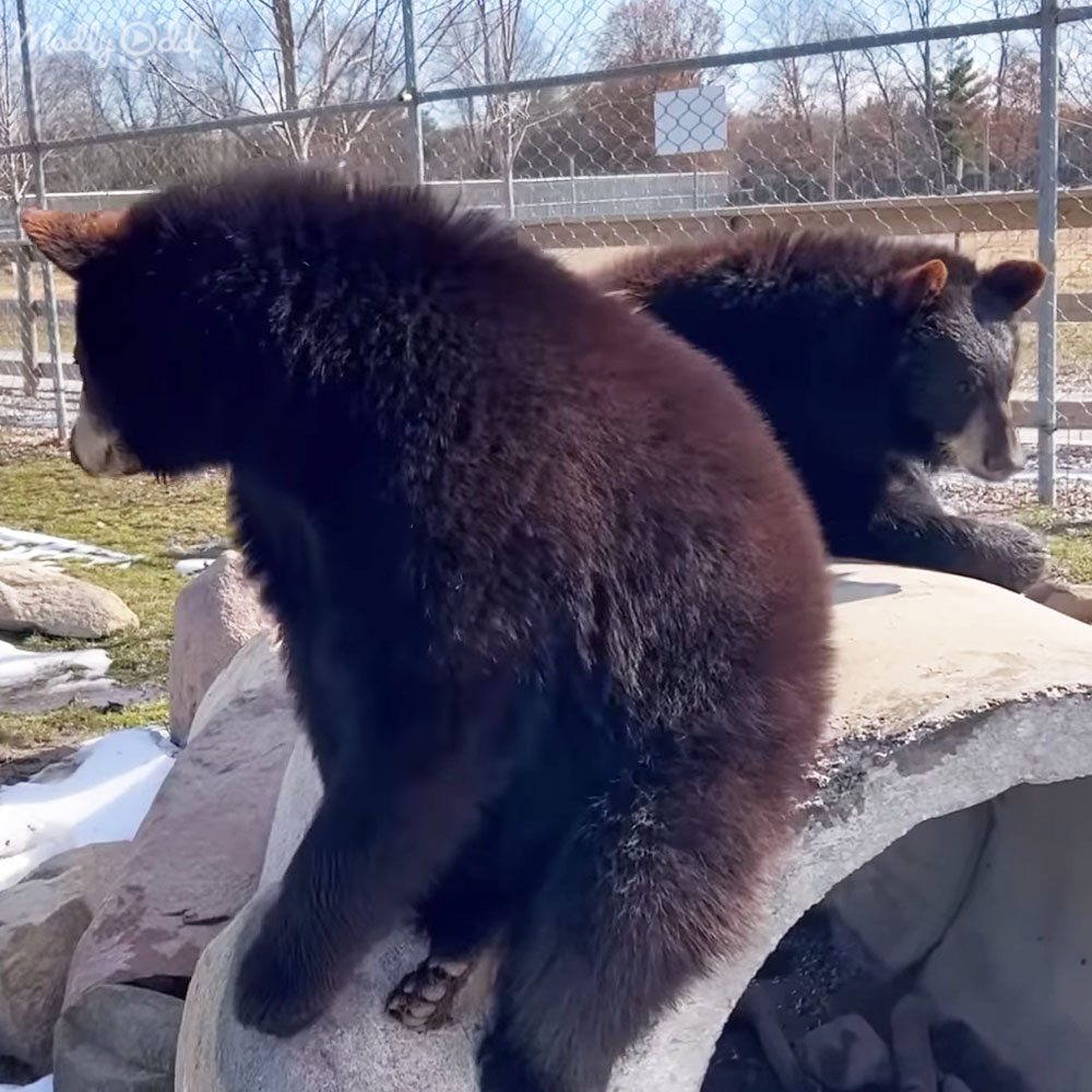 Bear cub waking up from hibernation
